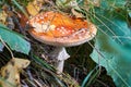 Close-Up Of Fly Agaric Mushroom in forest