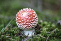 a close up of a Fly agaric mushroom in the green forest Royalty Free Stock Photo