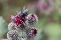 a fly on a Arctium tomentosum, Wooly Burdock on the summer meadow