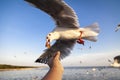 A close-up of fly bird.