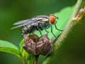 Close up of a fly with a black body and red eyes landing on a withered flower. Royalty Free Stock Photo