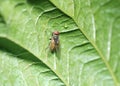 Close up of a fly caught on a green leaf Royalty Free Stock Photo