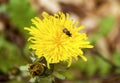 Close up of fly on dandelion