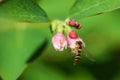 Close-up fly drinks nectar of snowberrys` flowers on green background