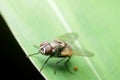 Close-up fly dropping poop on leaf