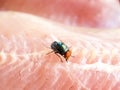 Close up of fly eating dried fish Royalty Free Stock Photo