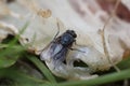 Close-up of a fly eats fish meat eat macro