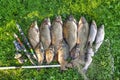 Close-up of fly fishing rod with reel and catched fish in a boat Royalty Free Stock Photo