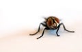 Close up fly focus on head part Royalty Free Stock Photo