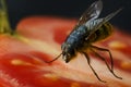 Close Up of Fly on Food Royalty Free Stock Photo