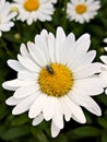 A fly foraging a white daisy Royalty Free Stock Photo