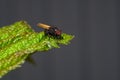 Close-up fly on a green leaf, macro photography Royalty Free Stock Photo