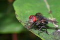 Close-up fly on a green leaf, macro photography Royalty Free Stock Photo