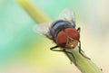 Close-up, fly on green leaf. Macro photography. Royalty Free Stock Photo