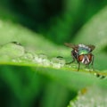 Close-up, fly on a green leaf. You can also see morning dew with reflections of light.