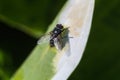 Close up fly Royalty Free Stock Photo