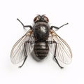 close up of a Fly isolated on white background. Royalty Free Stock Photo