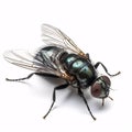 close up of a Fly isolated on white background. Royalty Free Stock Photo