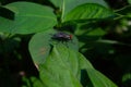 close up of a fly landing on a leaf Royalty Free Stock Photo