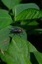 close up of a fly landing on a leaf Royalty Free Stock Photo