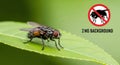 Close Up of a Fly on Leaf with Pest Alert Royalty Free Stock Photo