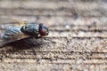 Close up of a fly Royalty Free Stock Photo