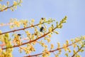 Fly on mango flower Royalty Free Stock Photo