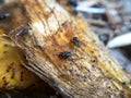 fly on the mango seeds