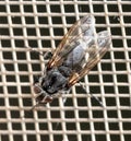 Close-up of a fly on a mosquito net. Macro Royalty Free Stock Photo