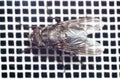 Close-up of a fly on a mosquito net. Macro Royalty Free Stock Photo