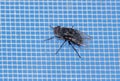 Close-up of a fly on a mosquito net. Macro Royalty Free Stock Photo