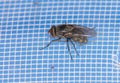 Close-up of a fly on a mosquito net. Macro Royalty Free Stock Photo