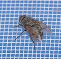 Close-up of a fly on a mosquito net. Macro Royalty Free Stock Photo