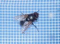 Close-up of a fly on a mosquito net. Macro Royalty Free Stock Photo