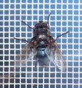 Close-up of a fly on a mosquito net. Macro Royalty Free Stock Photo