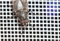 Close-up of a fly on a mosquito net. Macro Royalty Free Stock Photo