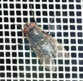 Close-up of a fly on a mosquito net. Macro Royalty Free Stock Photo