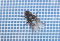Close-up of a fly on a mosquito net. Macro Royalty Free Stock Photo