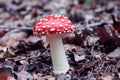 Close up of a fly mushroom or toadstool growing on the forest floor, brown and orange autumn leaves, sideview looking onto the