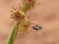 Fly Pierced Through By Pricker Plant 1 Royalty Free Stock Photo