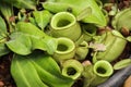 Close up fly on pitcher plant or Nepenthes ampullaria or monkey cup Royalty Free Stock Photo