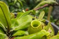 Close up fly on pitcher plant or Nepenthes ampullaria or monkey cup. Royalty Free Stock Photo