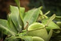 Close up fly on pitcher plant or Nepenthes ampullaria or monkey cup. Royalty Free Stock Photo