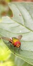 close up of a fly with red eyes on a leaf Royalty Free Stock Photo