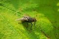 Close-up on the fly sitting on the green grape leaf Royalty Free Stock Photo