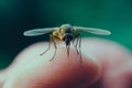 A close up of a fly sitting on a person's finger Royalty Free Stock Photo
