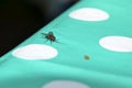 Fly sitting on the tablecloth Royalty Free Stock Photo