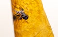 Close-up of a fly stuck to sticky tape Royalty Free Stock Photo