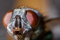 a close up of a fly on a table with a brown background and a blue and green fly with a brown nose Royalty Free Stock Photo