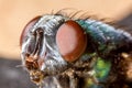 a close up of a fly on a table with a brown background and a blue and green fly with a brown nose